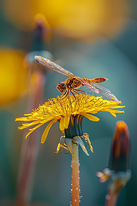 写真菊花蜻蜓摄影图照片