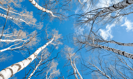 向阳而行摄影照片_蓝天背景上没有叶子的长而高的白桦树