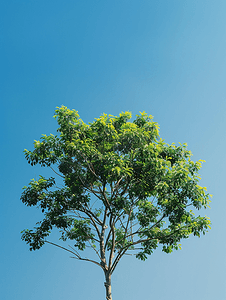 卡普克树与蓝天隔离