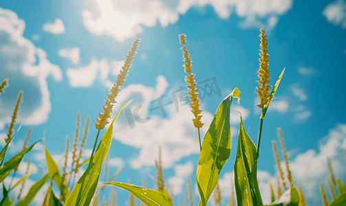 白云蓝天下室外农田玉米芯生长