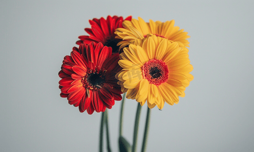 一束红色和黄色非洲菊花朵的垂直拍摄