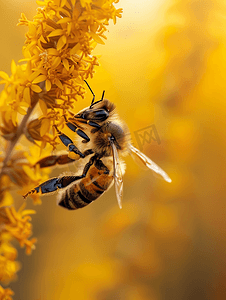 夏日傍晚蜜蜂倒挂在一株黄花上