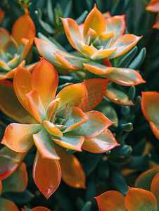 夏季植物装饰摄影照片_多汁植物的特写