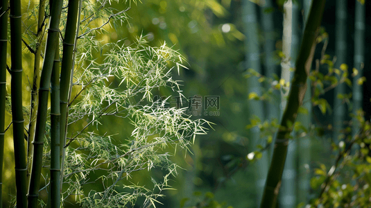 绿色简约清新竹子竹林风景树叶的背景