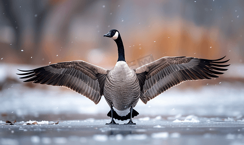 冬天加拿大鹅在冰冷的池塘上展翅前行