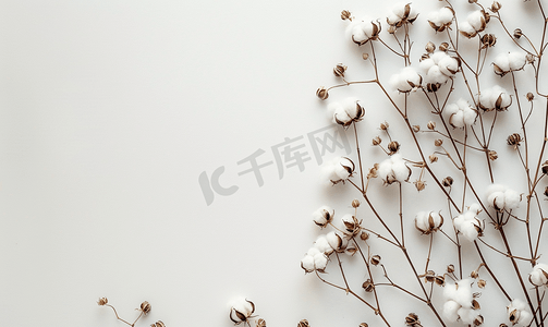 花卉背景墙摄影照片_白墙背景上白色干棉植物枝条