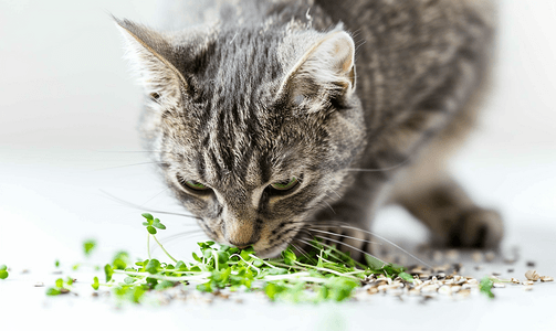 灰色家养虎斑猫吃绿色燕麦芽白色背景上特写