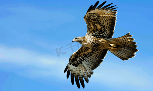 猎鹰摄影照片_鹰在蓝天上高高飞翔