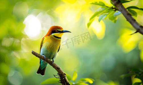 春天清新手绘摄影照片_栗头食蜂鸟栖息在花园的树上