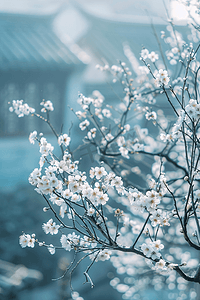 灰橙配色摄影照片_盛开樱花摄影图照片写实