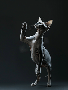 斯芬克斯猫站立在后腿上伸出爪子黑色