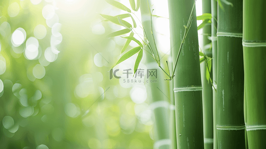 清新竹子背景背景图片_绿色简约清新竹子竹林风景树叶的背景