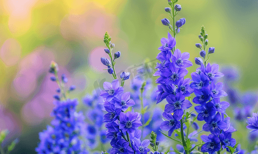 紫色花朵背景摄影照片_紫色的飞燕草花