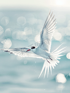 展翅翱翔在美丽海洋上的须燕鸥