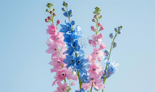 灌木枝叶摄影照片_蓝色和粉红色的飞燕草花
