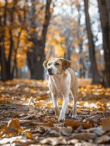 秋季动物摄影照片_秋季干燥天气棕白短毛杂种狗在公园散步
