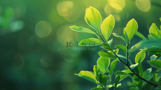 阳光照射下绿色树叶花朵的背景