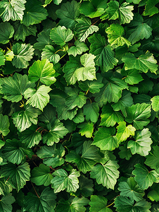 夏季绿色菩提树森林顶部的纯色树叶图案背景