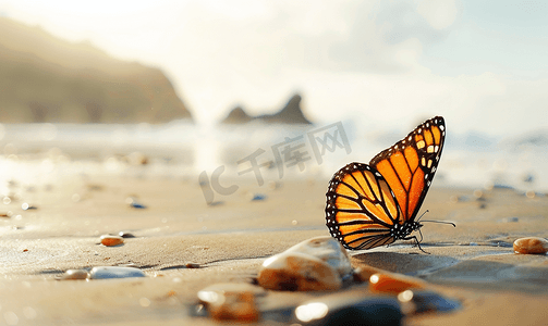 多彩活力摄影照片_圣巴巴拉蝴蝶海滩