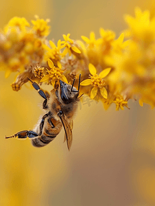 动物夏日摄影照片_夏日傍晚蜜蜂倒挂在一株黄花上