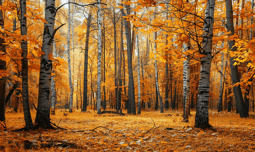 秋天的森林美景