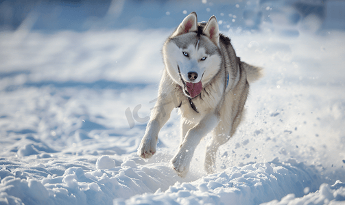 哈士奇犬参加雪橇犬比赛