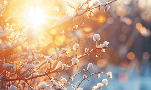 阳光穿过积雪覆盖的树枝背景