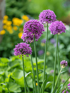 花园里一朵亮紫色头的葱属花