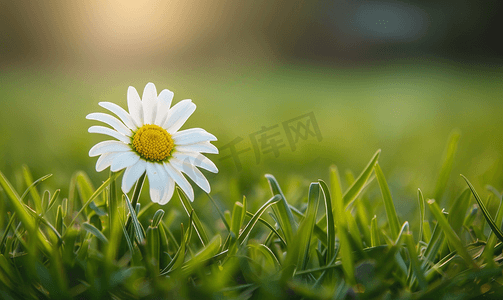 高清桌面背景摄影照片_一片草地上一朵白色雏菊的特写