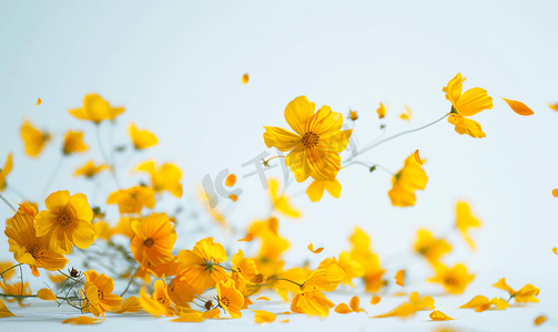 黄色的花朵掉落在地上