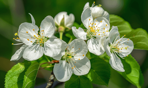 俄亥俄州的黑樱桃树开花