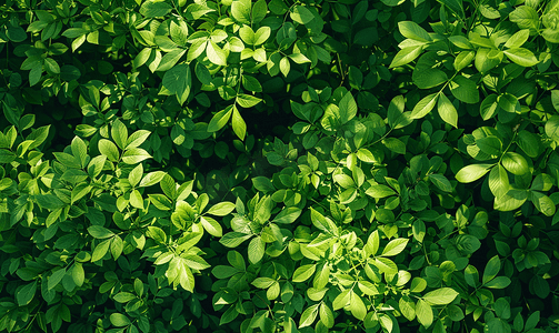 夏季绿色白蜡树森林顶部纯色树叶图案背景