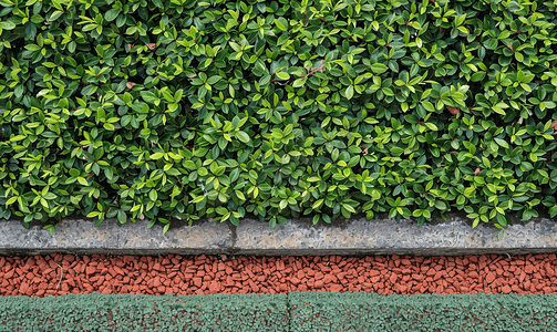 荧光色边框摄影照片_用红色花岗岩片与干草坪隔开的方形绿色树篱切割围栏