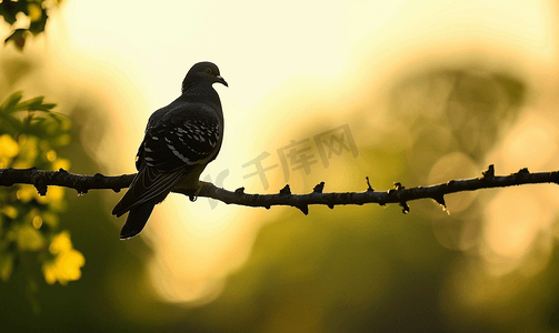 树枝上小鸟摄影照片_树枝上的鸽子树上鸽子的剪影夏天一只鸟