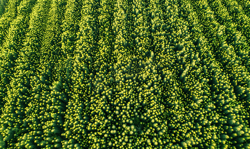 超广角视图正上方的油菜籽田