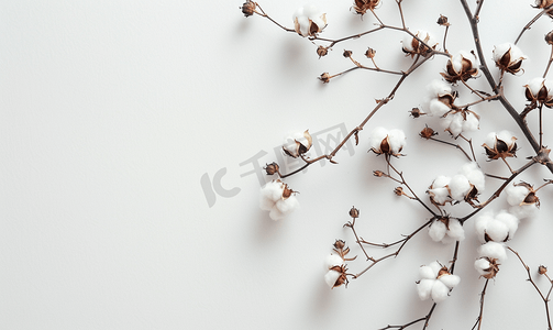 白墙背景上白色干棉植物枝条