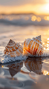 贝壳带珍珠背景图片_夏日海岸海滩波浪海螺贝壳海景背景6