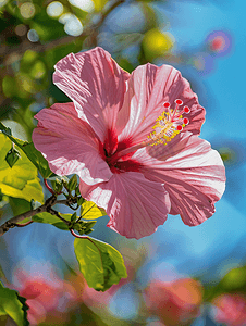 夏威夷芙蓉花