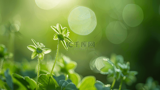 小清新简约阳光背景图片_阳光照射下绿色树叶花朵的背景