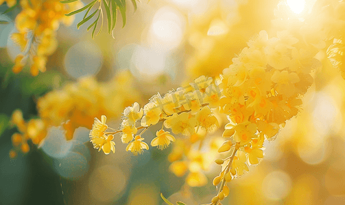 场景花朵摄影照片_春天金合欢树的黄色花朵特写