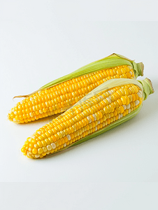白色背景下分离的新鲜甜玉米