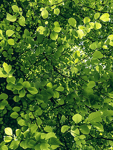 夏季绿色菩提树森林顶部的纯色树叶图案背景