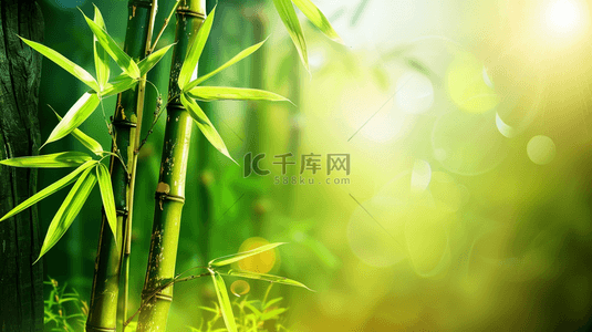 绿色简约清新竹子竹林风景树叶的背景