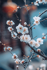 樱花写实盛开摄影图照片