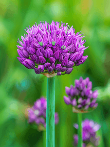 花园里一朵亮紫色头的葱属花