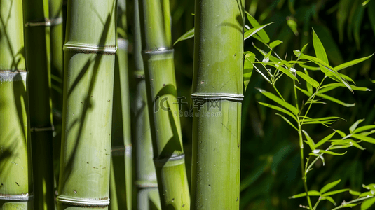 绿色简约清新竹子竹林风景树叶的背景