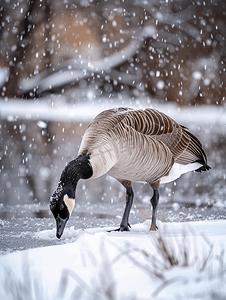 冬天加拿大鹅在池塘边的雪地里觅食