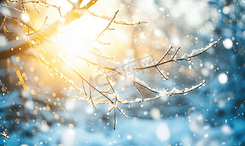 阳光穿过积雪覆盖的树枝背景