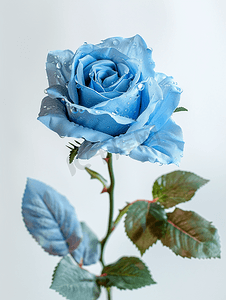 蓝色花卉背景摄影照片_蓝玫瑰与水滴