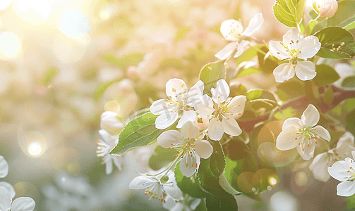 阳光下的白花苹果树春季春天的色彩